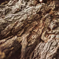Cramp Bark